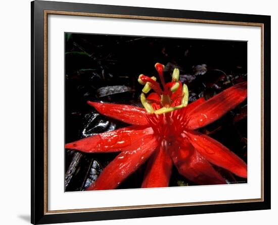 Red Passioflora, Barro Colorado Island, Panama-Christian Ziegler-Framed Photographic Print