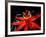 Red Passioflora, Barro Colorado Island, Panama-Christian Ziegler-Framed Photographic Print