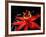 Red Passioflora, Barro Colorado Island, Panama-Christian Ziegler-Framed Photographic Print