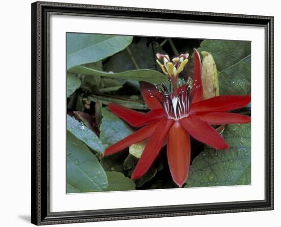 Red Passion Flower in Bloom, Selby Botantical Gardens, Sarasota, Florida, USA-Maresa Pryor-Framed Photographic Print