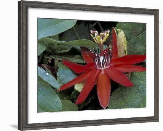 Red Passion Flower in Bloom, Selby Botantical Gardens, Sarasota, Florida, USA-Maresa Pryor-Framed Photographic Print