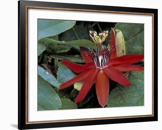 Red Passion Flower in Bloom, Selby Botantical Gardens, Sarasota, Florida, USA-Maresa Pryor-Framed Photographic Print