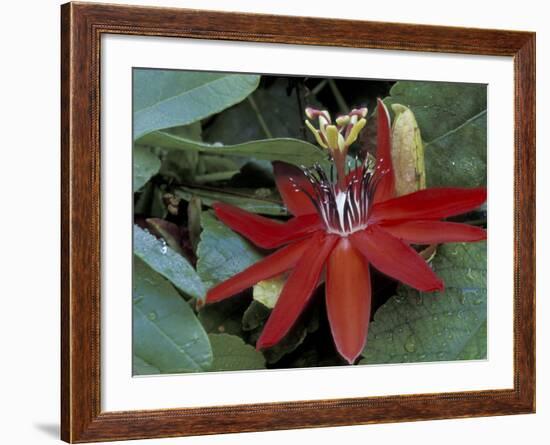 Red Passion Flower in Bloom, Selby Botantical Gardens, Sarasota, Florida, USA-Maresa Pryor-Framed Photographic Print