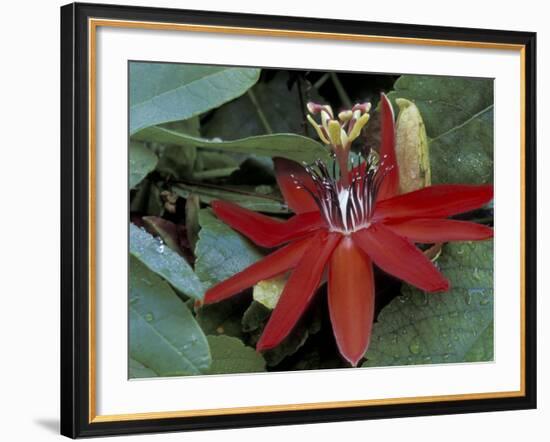 Red Passion Flower in Bloom, Selby Botantical Gardens, Sarasota, Florida, USA-Maresa Pryor-Framed Photographic Print