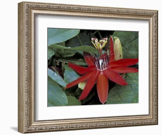 Red Passion Flower in Bloom, Selby Botantical Gardens, Sarasota, Florida, USA-Maresa Pryor-Framed Photographic Print