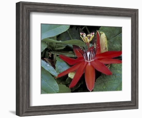 Red Passion Flower in Bloom, Selby Botantical Gardens, Sarasota, Florida, USA-Maresa Pryor-Framed Photographic Print