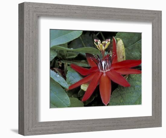 Red Passion Flower in Bloom, Selby Botantical Gardens, Sarasota, Florida, USA-Maresa Pryor-Framed Photographic Print