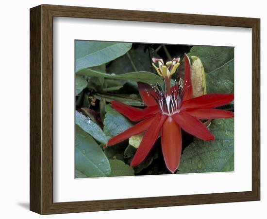 Red Passion Flower in Bloom, Selby Botantical Gardens, Sarasota, Florida, USA-Maresa Pryor-Framed Photographic Print