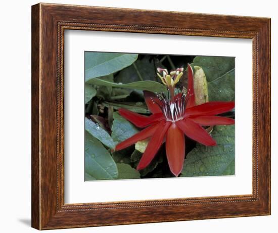 Red Passion Flower in Bloom, Selby Botantical Gardens, Sarasota, Florida, USA-Maresa Pryor-Framed Photographic Print