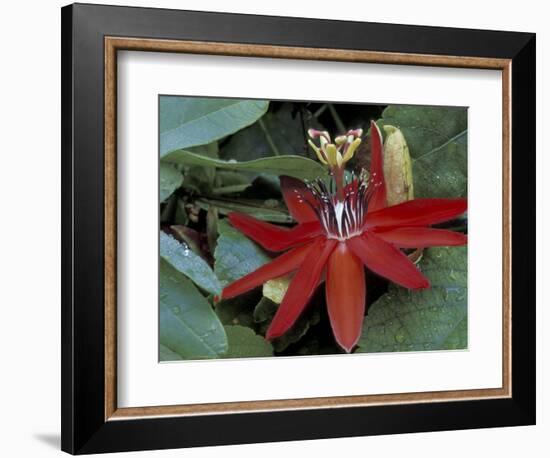 Red Passion Flower in Bloom, Selby Botantical Gardens, Sarasota, Florida, USA-Maresa Pryor-Framed Photographic Print