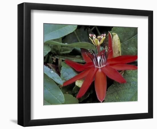 Red Passion Flower in Bloom, Selby Botantical Gardens, Sarasota, Florida, USA-Maresa Pryor-Framed Photographic Print