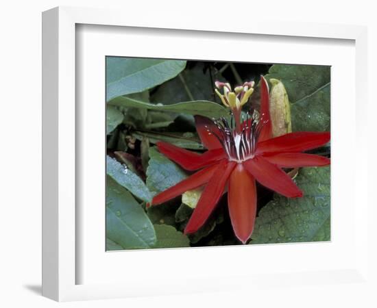 Red Passion Flower in Bloom, Selby Botantical Gardens, Sarasota, Florida, USA-Maresa Pryor-Framed Photographic Print