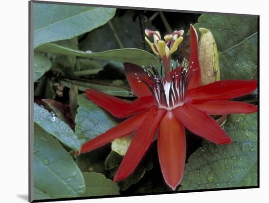 Red Passion Flower in Bloom, Selby Botantical Gardens, Sarasota, Florida, USA-Maresa Pryor-Mounted Photographic Print