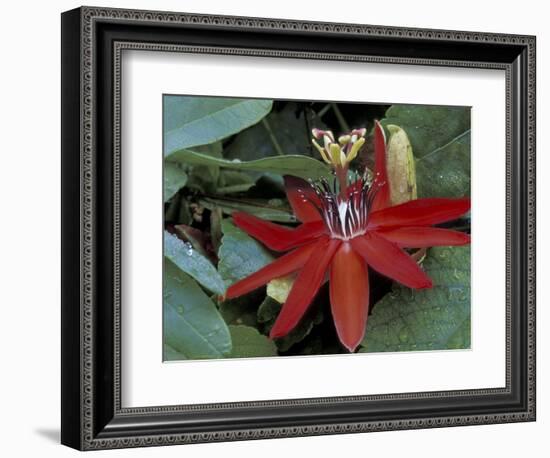 Red Passion Flower in Bloom, Selby Botantical Gardens, Sarasota, Florida, USA-Maresa Pryor-Framed Photographic Print