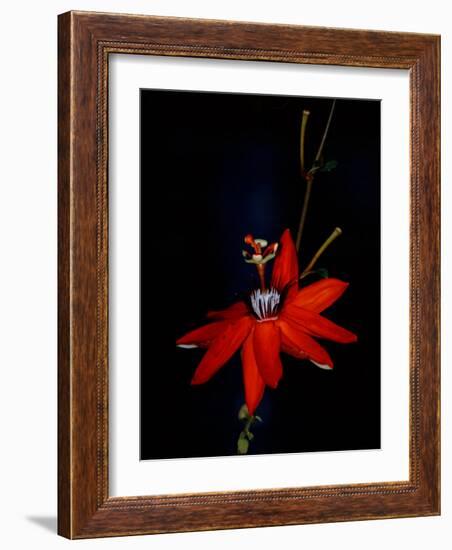 Red Passion Flower, Wilson Botanical Gardens, Costa Rica-Cindy Miller Hopkins-Framed Photographic Print