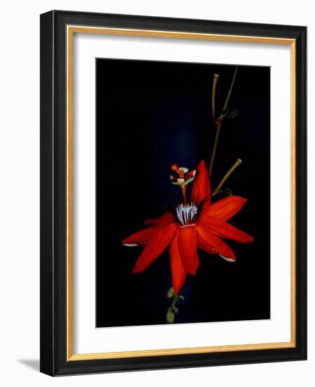 Red Passion Flower, Wilson Botanical Gardens, Costa Rica-Cindy Miller Hopkins-Framed Photographic Print