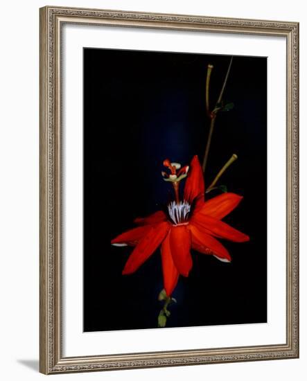 Red Passion Flower, Wilson Botanical Gardens, Costa Rica-Cindy Miller Hopkins-Framed Photographic Print