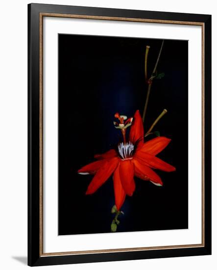 Red Passion Flower, Wilson Botanical Gardens, Costa Rica-Cindy Miller Hopkins-Framed Photographic Print