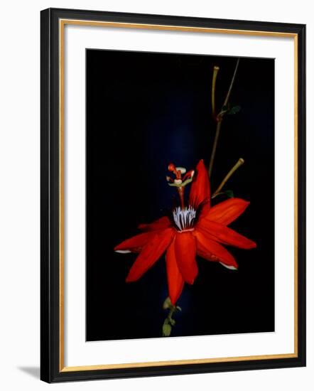 Red Passion Flower, Wilson Botanical Gardens, Costa Rica-Cindy Miller Hopkins-Framed Photographic Print