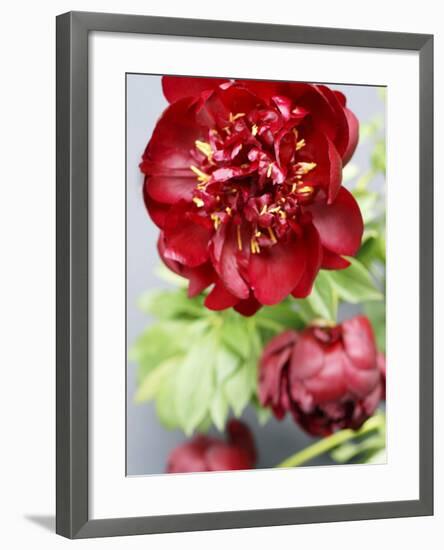 Red Peonies-Sebastian Vogt-Framed Photographic Print