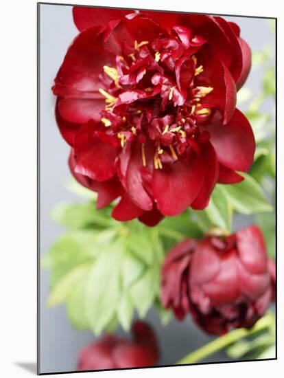 Red Peonies-Sebastian Vogt-Mounted Photographic Print