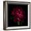 Red Peony 1-Magda Indigo-Framed Photographic Print