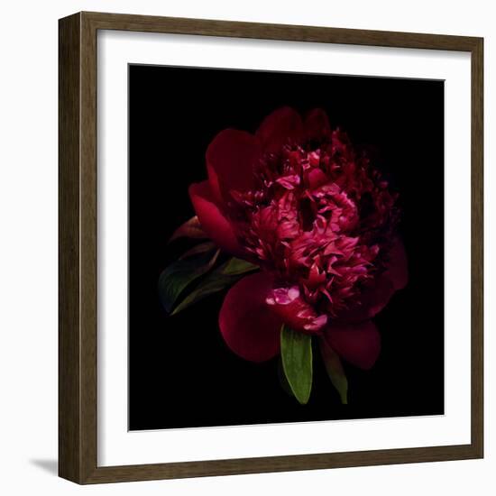 Red Peony 1-Magda Indigo-Framed Photographic Print