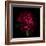 Red Peony 1-Magda Indigo-Framed Photographic Print