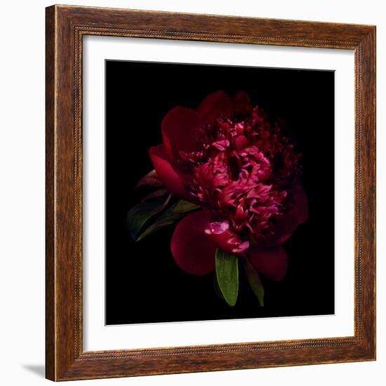 Red Peony 1-Magda Indigo-Framed Photographic Print