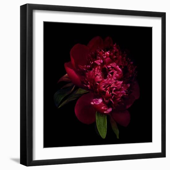 Red Peony 1-Magda Indigo-Framed Photographic Print