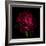 Red Peony 1-Magda Indigo-Framed Photographic Print