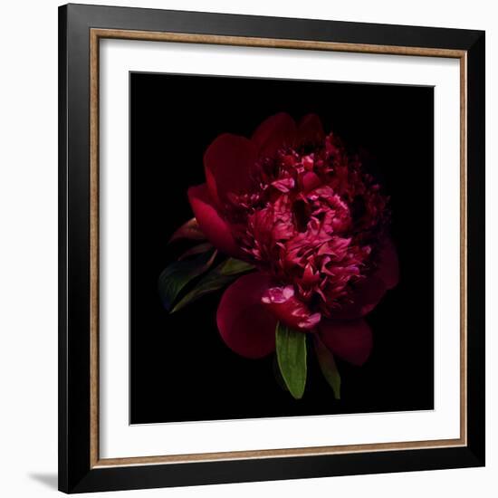 Red Peony 1-Magda Indigo-Framed Photographic Print