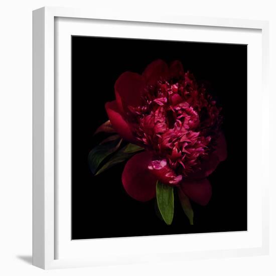 Red Peony 1-Magda Indigo-Framed Photographic Print