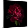 Red Peony 1-Magda Indigo-Mounted Photographic Print