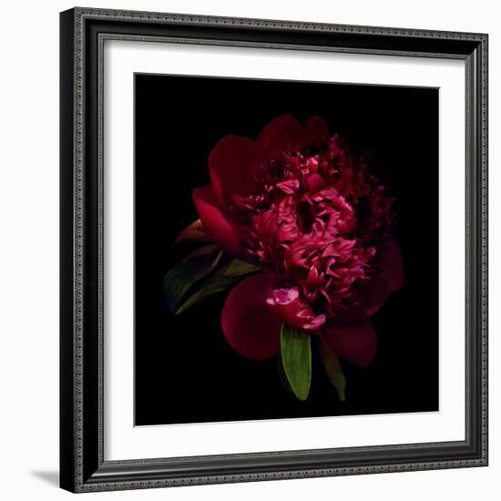 Red Peony 1-Magda Indigo-Framed Photographic Print