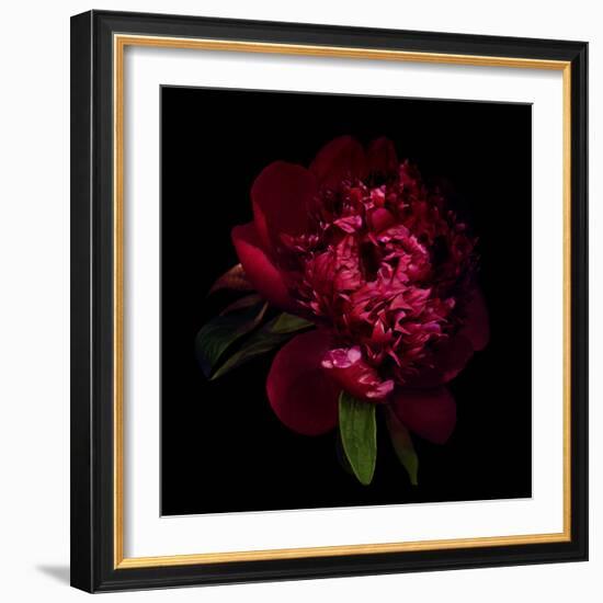 Red Peony 1-Magda Indigo-Framed Photographic Print