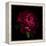 Red Peony 1-Magda Indigo-Framed Stretched Canvas