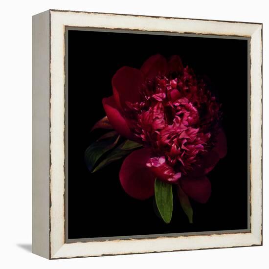 Red Peony 1-Magda Indigo-Framed Stretched Canvas