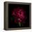 Red Peony 1-Magda Indigo-Framed Stretched Canvas