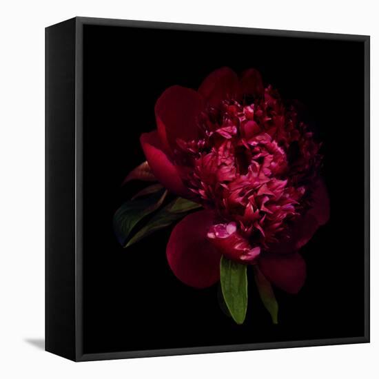 Red Peony 1-Magda Indigo-Framed Stretched Canvas