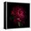 Red Peony 1-Magda Indigo-Framed Stretched Canvas