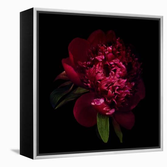 Red Peony 1-Magda Indigo-Framed Stretched Canvas