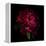 Red Peony 1-Magda Indigo-Framed Stretched Canvas