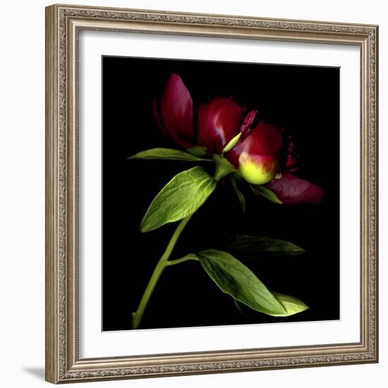 Red Peony 2-Magda Indigo-Framed Photographic Print