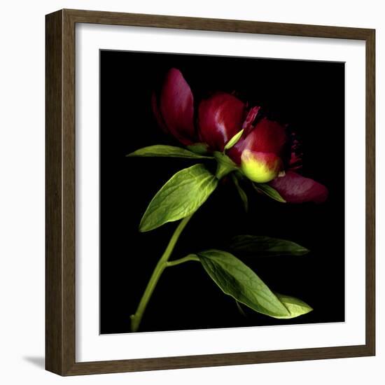 Red Peony 2-Magda Indigo-Framed Photographic Print