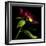 Red Peony 2-Magda Indigo-Framed Photographic Print