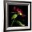 Red Peony 2-Magda Indigo-Framed Photographic Print