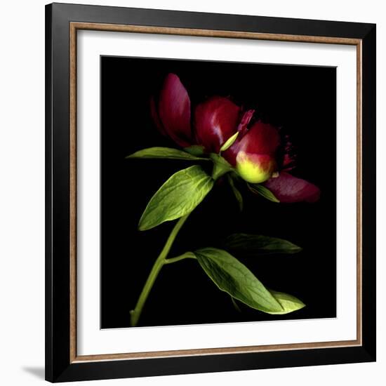 Red Peony 2-Magda Indigo-Framed Photographic Print