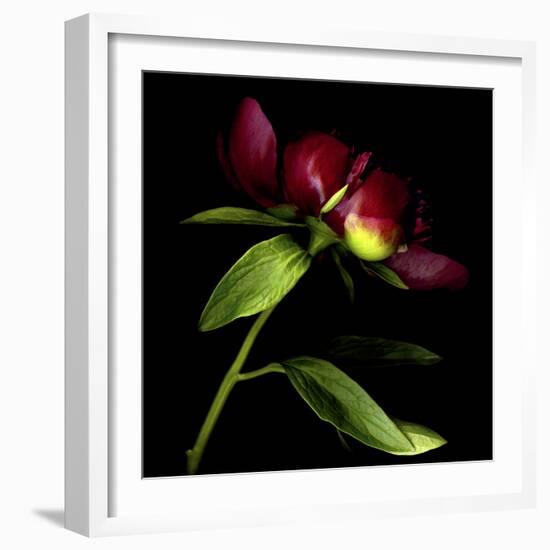 Red Peony 2-Magda Indigo-Framed Photographic Print