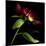 Red Peony 2-Magda Indigo-Mounted Photographic Print